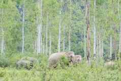 亚洲人的大象大动物亚洲