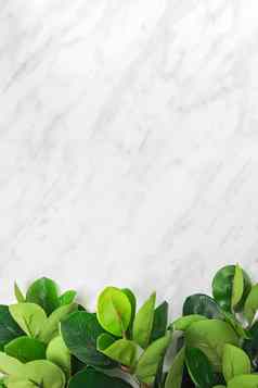 分支机构绿色热带榕属植物叶子大理石背景