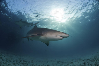 阳光照射的鲨鱼