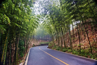 景观竹子森林四川竹子海四川中国