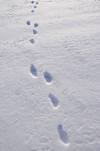 欧洲毛天兔座欧罗巴跟踪雪