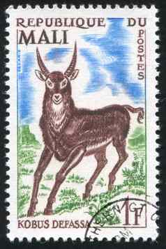 法法萨非洲大羚羊