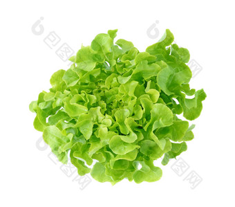 新鲜的绿色生菜叶子孤立的白色
