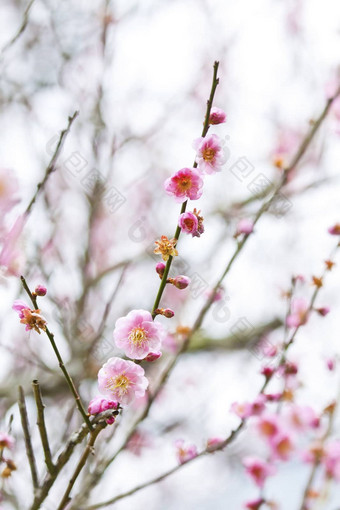 李子花朵盛开的春天