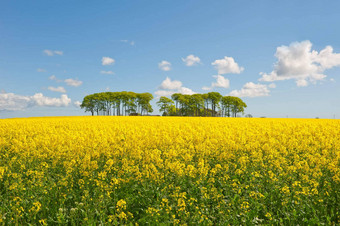 油菜场