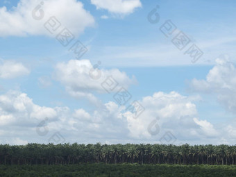 棕榈石油种植园<strong>景观</strong>