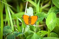 美丽的橙色稀缺的铜蝴蝶莱卡埃纳处女贞科