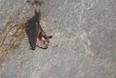 蝙蝠哺乳动物调用吸血鬼