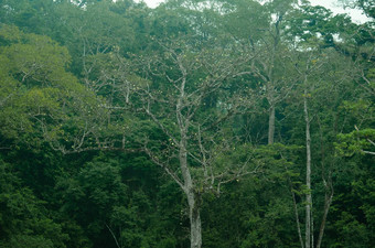 雨森林重要的泰国栖息地wildlif
