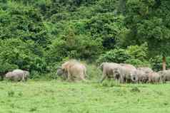 大象吃草原奎武里府国家公园