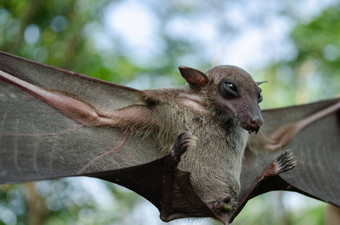 蝙蝠哺乳动物调用吸血鬼