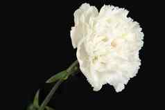 白色康乃馨花