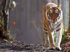 孟加拉老虎动物园