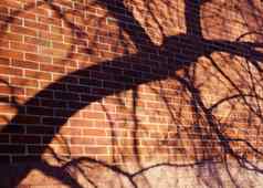 树影子砖墙