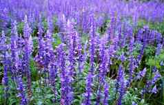 关闭美丽的紫罗兰色的薰衣草花花园