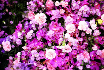 美丽的自然粉红色花自然花园