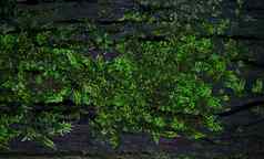 绿色莫斯地底背景纹理美丽的自然