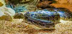 缅甸python爬行地面坚持舌头脆弱的specie亚洲