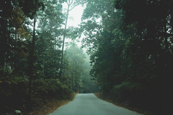 神秘的多雾的森林路阳光<strong>农村</strong>风景空<strong>农村</strong>污垢湿路领先的多雾的森林秋天树郁郁葱葱的树叶旅行<strong>旅游</strong>自然背景概念