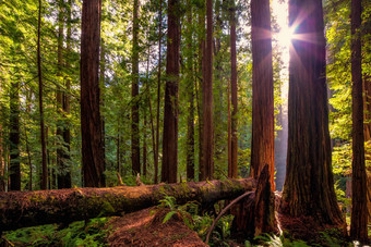 <strong>红木</strong>森林景观美丽的北部加州
