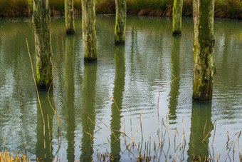 沼泽饱经风霜的木波兰人自然水景观