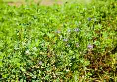 萼距花属植物种子豆荚生物柴油