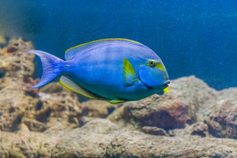 <strong>黄</strong>色的好外科医生鱼热带色彩斑斓的鱼夏威夷
