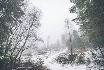 冬天景观有雾的森林雪