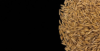 桩燕麦种子黑色的背景复制空间前视图