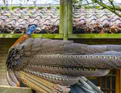 美丽的伟大的百眼巨人野鸡视图美丽的羽毛热带鸟丛林亚洲威胁动物