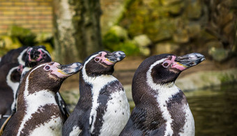 洪堡企鹅站水海岸威胁鸟脆弱的状态