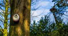 陶瓷鸟房子挂树树干自然背景花园自然装饰