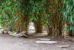 亚洲花园走路径使大石头多样化的竹子植物