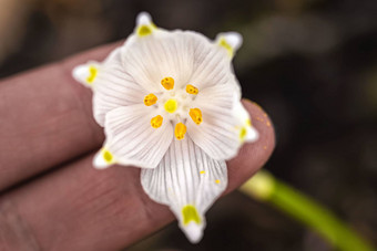 <strong>雪花</strong>莲春天花精致的<strong>雪花</strong>莲花春天符号早期<strong>雪花</strong>莲花<strong>白色雪花</strong>莲加兰蒂斯早期春天花园