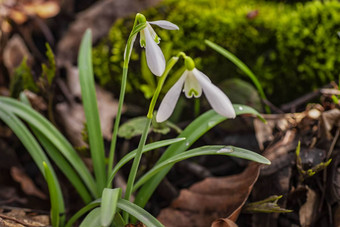 雪花莲<strong>春天</strong>花精致的雪花莲花<strong>春天</strong>符号早期雪花莲花白色雪花莲加兰蒂斯早期<strong>春天</strong>花园