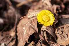 黄色的花增长石头早期春天早期春天花朵款冬信号温暖的天气款冬药用草花春天