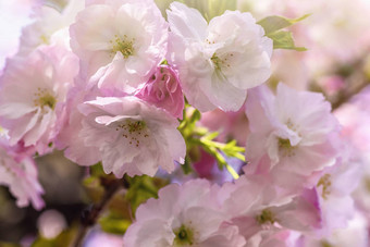 粉红色的樱花花樱花花关闭春天开花