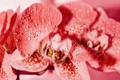 美丽的兰花花背景兰花关闭色彩斑斓的宏图像兰花热带花