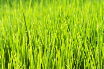 绿色大米字段大米场大米绿色茎日本名古屋