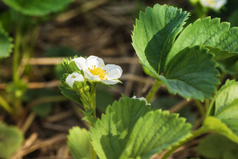 开<strong>花草</strong>莓景观草莓花园日出新鲜的草莓<strong>花草</strong>莓花园