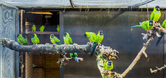 鸟类饲养场完整的南日Conures受欢迎的宠物养鸟热带鸟美国