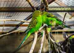 夫妇虎皮鹦鹉长尾小鹦鹉坐着分支热带色彩斑斓的鸟澳大利亚受欢迎的宠物养鸟