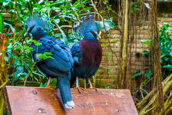 维多利亚加冕<strong>鸽子</strong>坐着板凳上美丽的热带色彩斑斓的鸟几内亚威胁动物