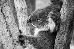 黑色的白色考拉熊澳大利亚睡觉树持有长爪子