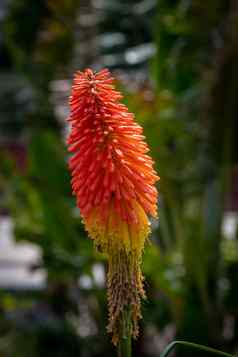 红色的盛开的植物花朵颜色生命周期