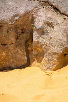 沙子蛇尖塔沙漠西方澳大利亚热太阳