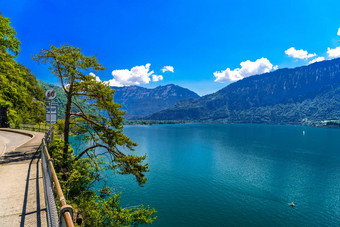 松树清晰的透明的Azure湖thun图纳湖伯尔尼