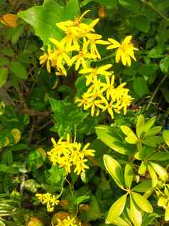 关闭德莱利亚odorata德国艾薇角艾薇爬虫精致的黄色的花