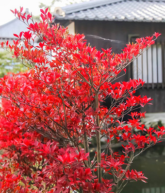 树叶周围<strong>理由</strong>清水寺寺庙《京都议定书》