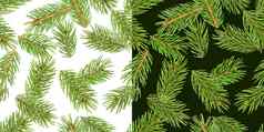 冷杉树分支机构无缝的模式松分支圣诞节针叶树孤立的白色绿色背景